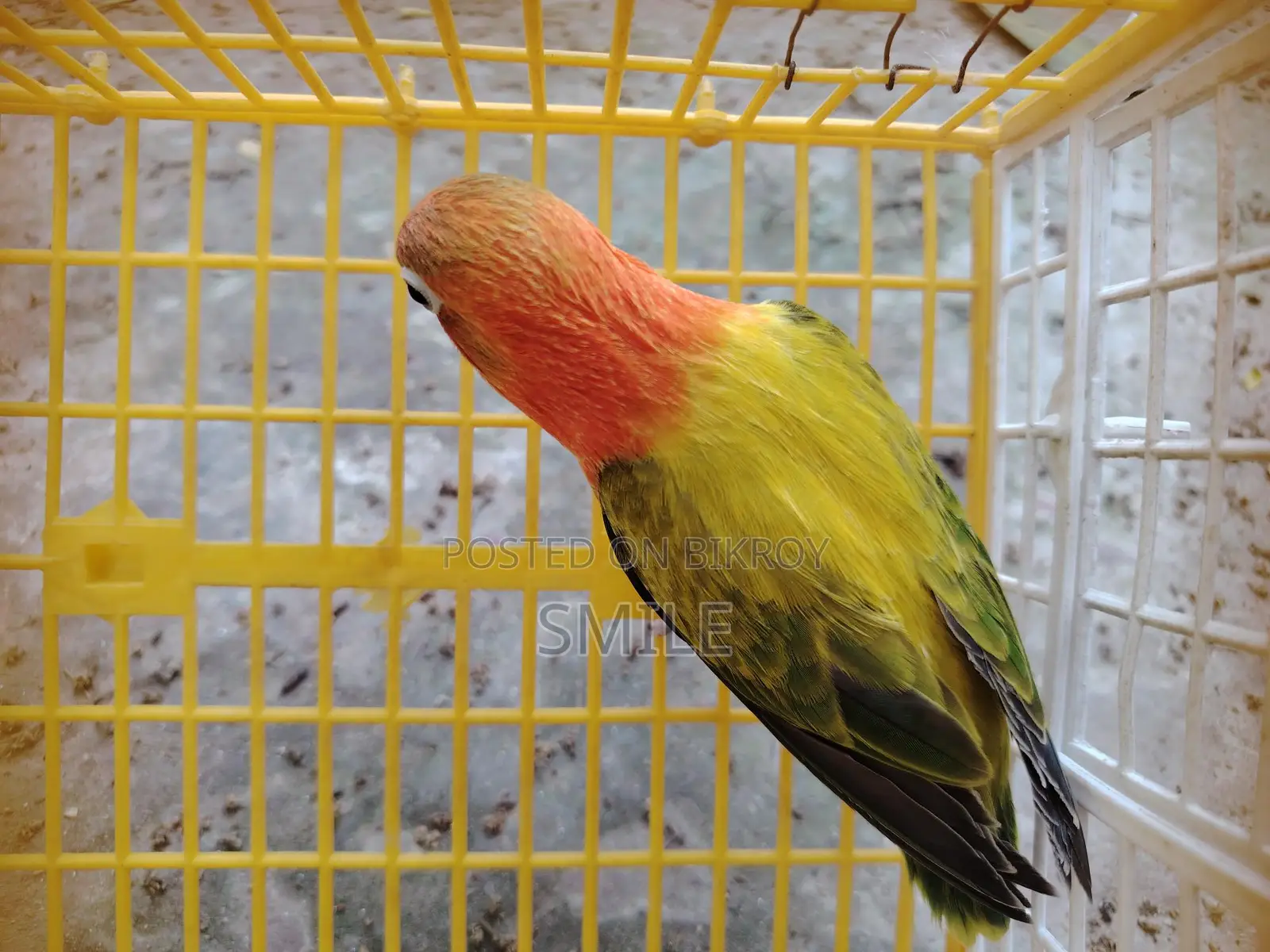 Green Euwing opaline