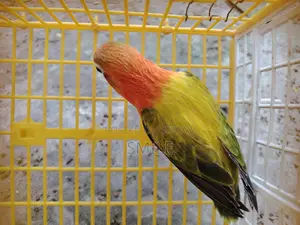 Green Euwing opaline
