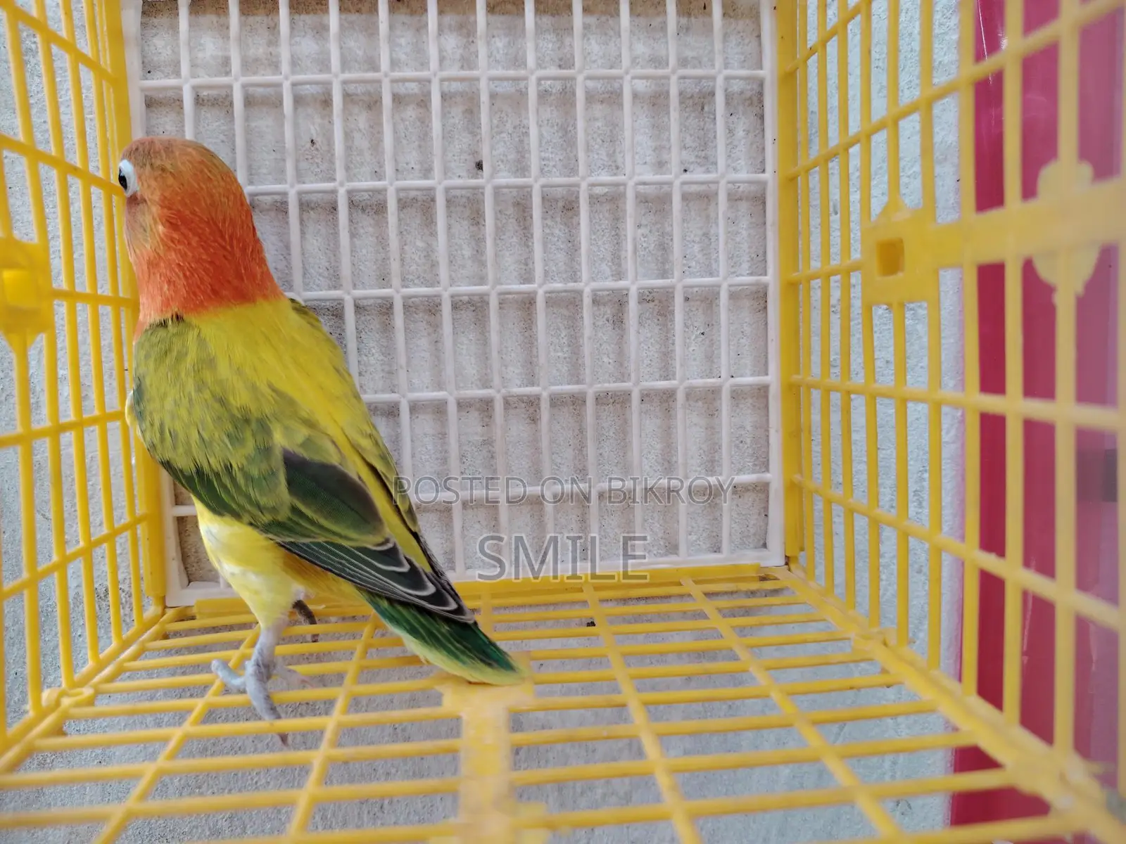 Green Euwing opaline