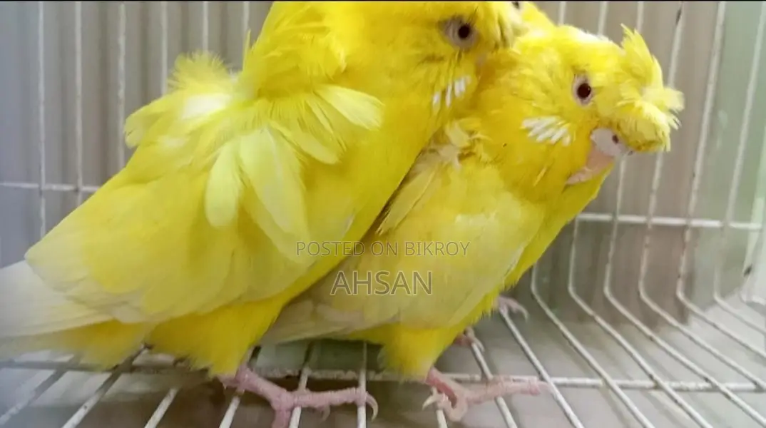 Lutino Jp Breeding Female 3 Pcs