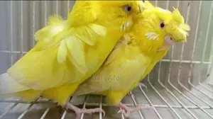 Lutino Jp Breeding Female 3 Pcs