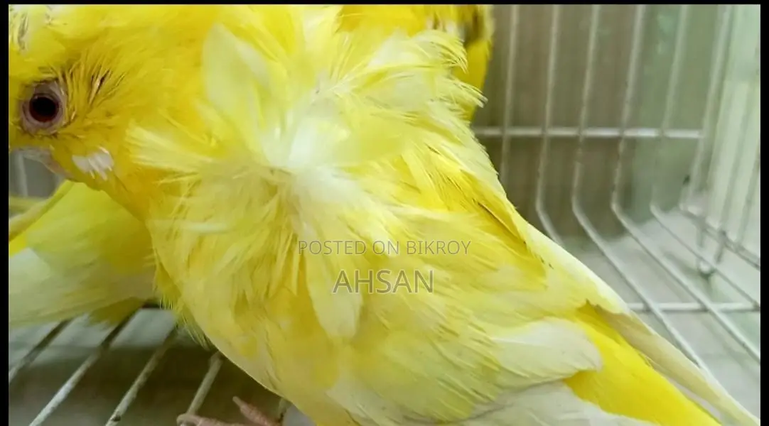 Lutino Jp Breeding Female 3 Pcs