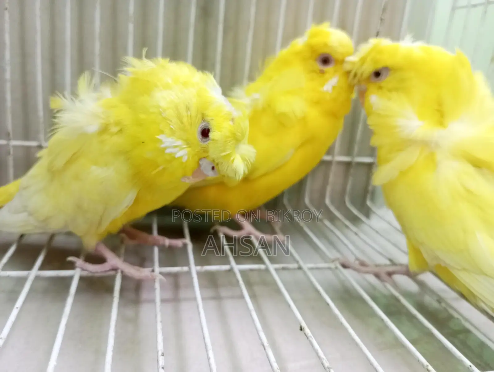 Lutino Jp Breeding Female 3 Pcs