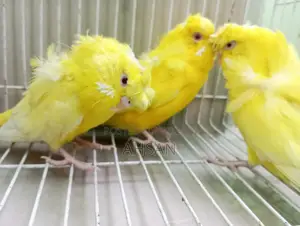 Lutino Jp Breeding Female 3 Pcs