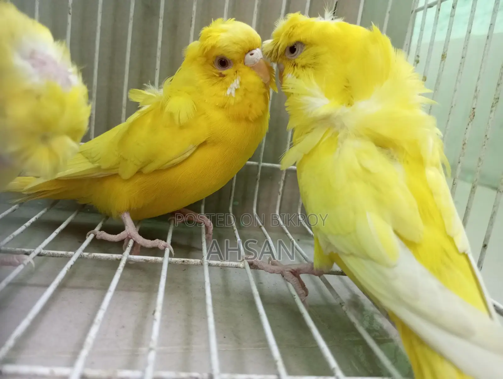 Lutino Jp Breeding Female 3 Pcs