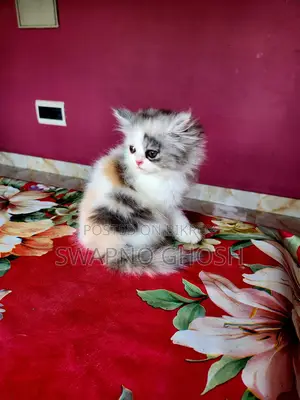 রাগামাফিন কিটেন।