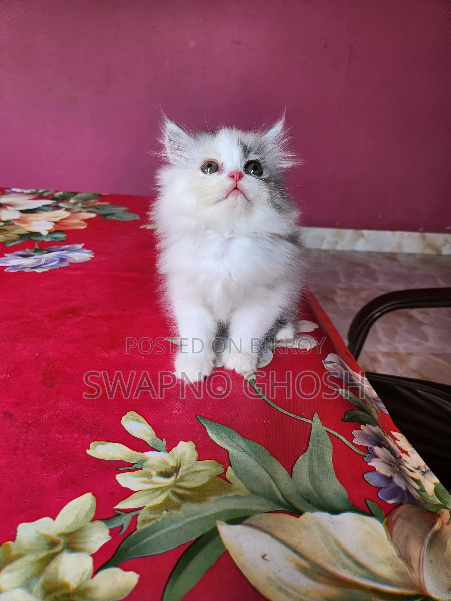 রাগামাফিন কিটেন।