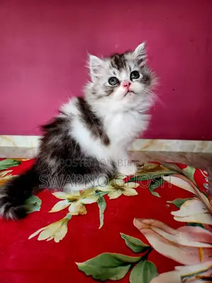 রাগামাফিন কিটেন।