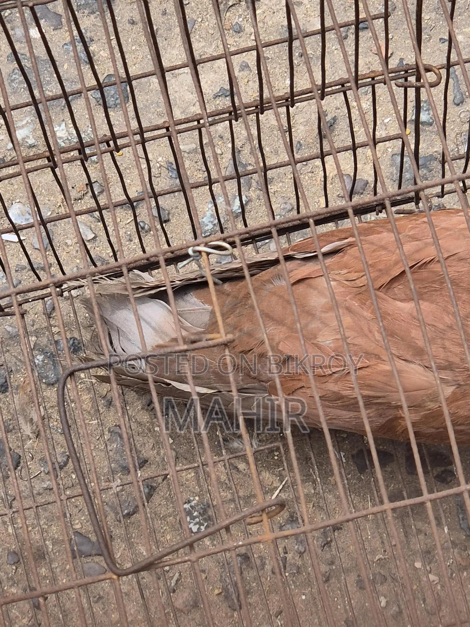 Bombay Pigeon Adult for Sale 1pc Near Paltan