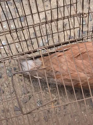Bombay Pigeon Adult for Sale 1pc Near Paltan