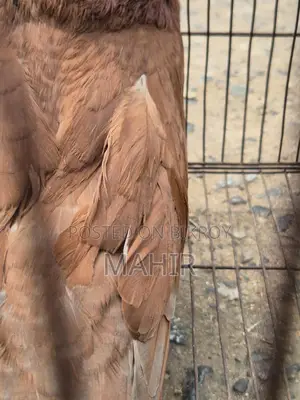 Bombay Pigeon Adult for Sale 1pc Near Paltan