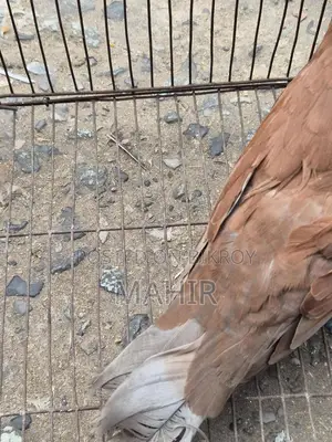 Bombay Pigeon Adult for Sale 1pc Near Paltan