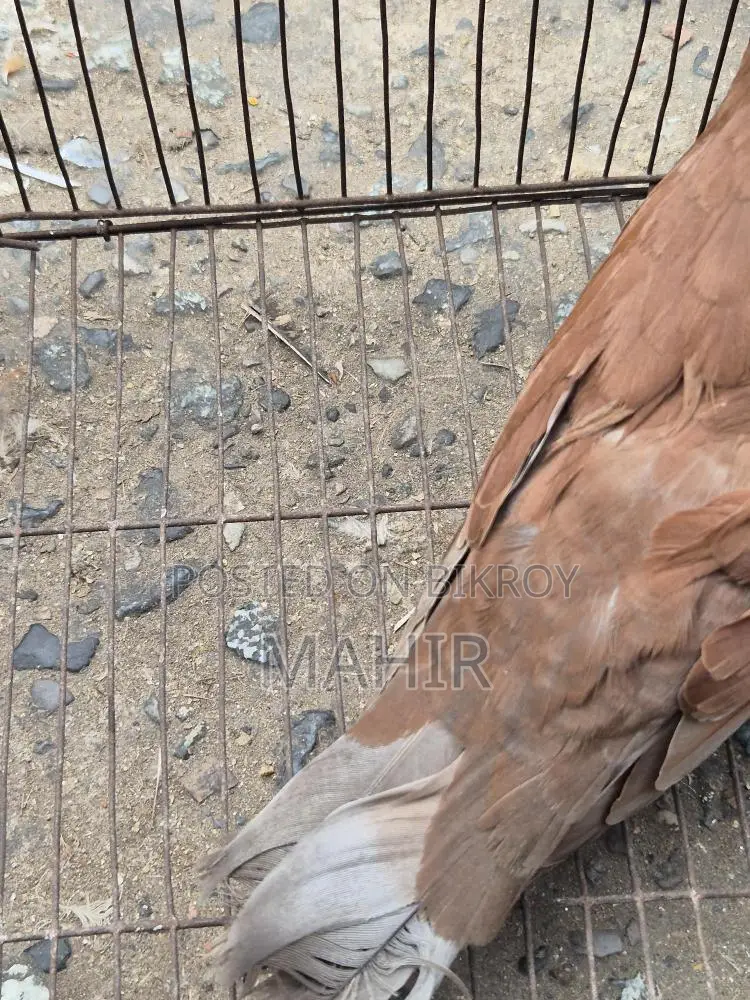 Bombay Pigeon Adult for Sale 1pc Near Paltan