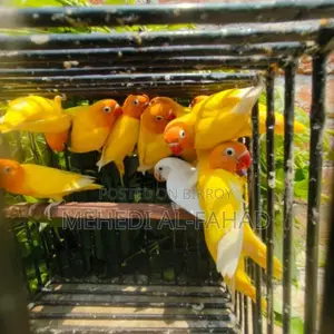 ইয়েলো ফিশার লাভবার্ডস
