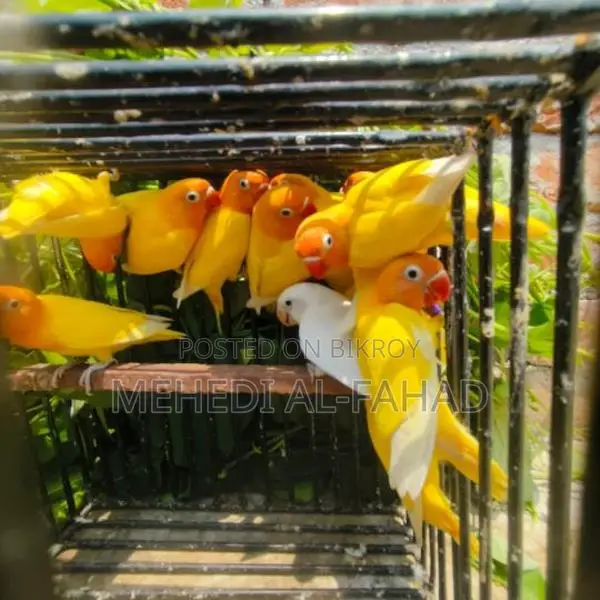 ইয়েলো ফিশার লাভবার্ডস