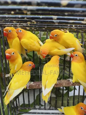 ইয়েলো ফিশার লাভবার্ডস