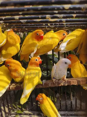 ইয়েলো ফিশার লাভবার্ডস