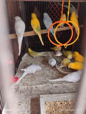 বাজরিকা বেবি থেকে অল এইজ এভেইলএবেল