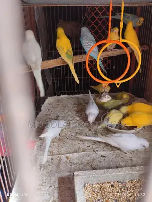 Budgie Babies to All Ages Available