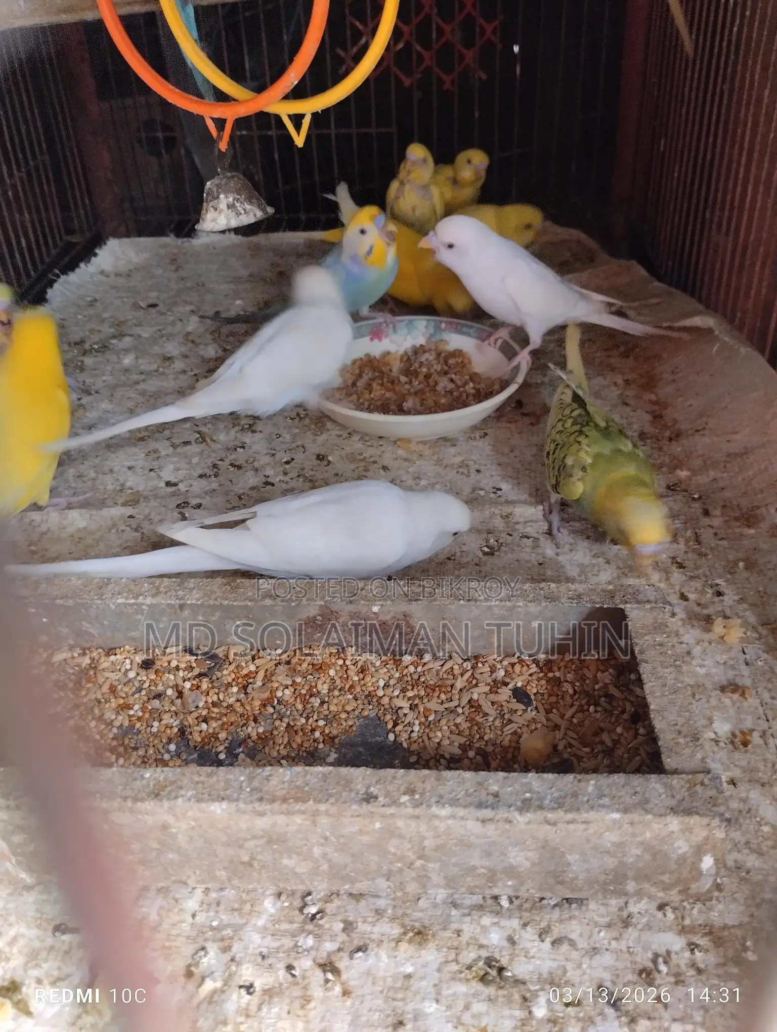 Budgie Babies to All Ages Available