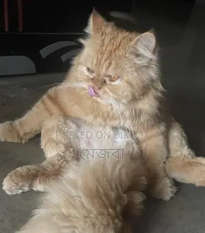 পার্শিয়ান ক্যাট