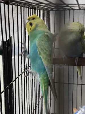 Jp Bird Rainbow Budgie