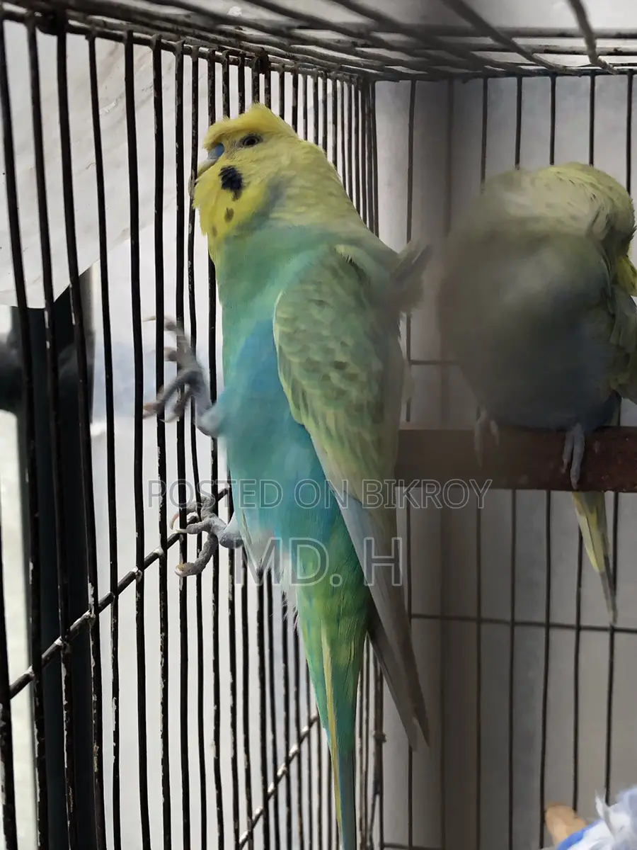 Jp Bird Rainbow Budgie