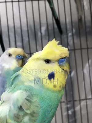Jp Bird Rainbow Budgie