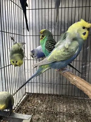 Jp Bird Rainbow Budgie