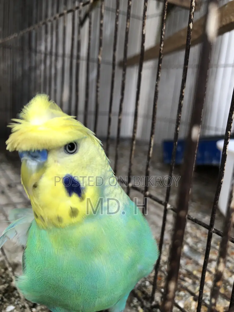 Jp Bird Rainbow Budgie