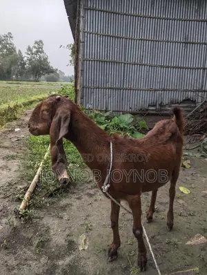 Beetal Goat