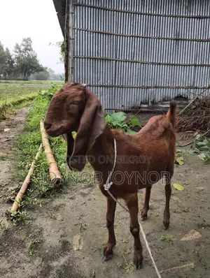 ছাগল বিটল