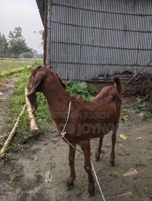 ছাগল বিটল