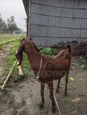 ছাগল বিটল