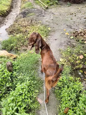 ছাগল বিটল