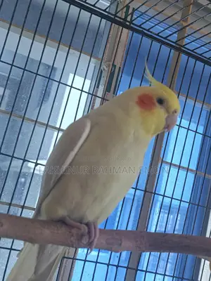 খাঁচা সহ এক জোড়া ককাটেল পাখি