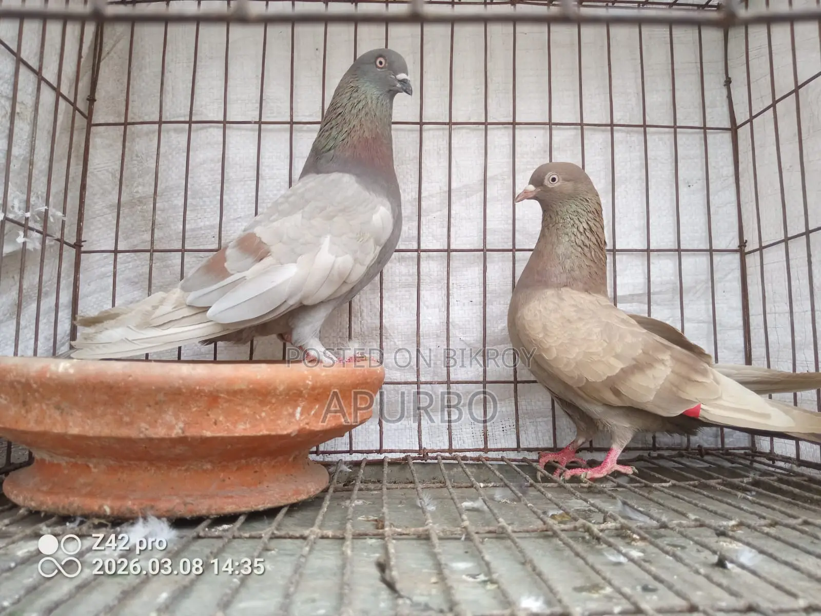 A Pair of Genda Running Pigeons