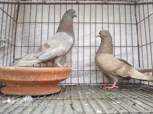এক জোড়া গেন্ডা রানিং কবুতর
