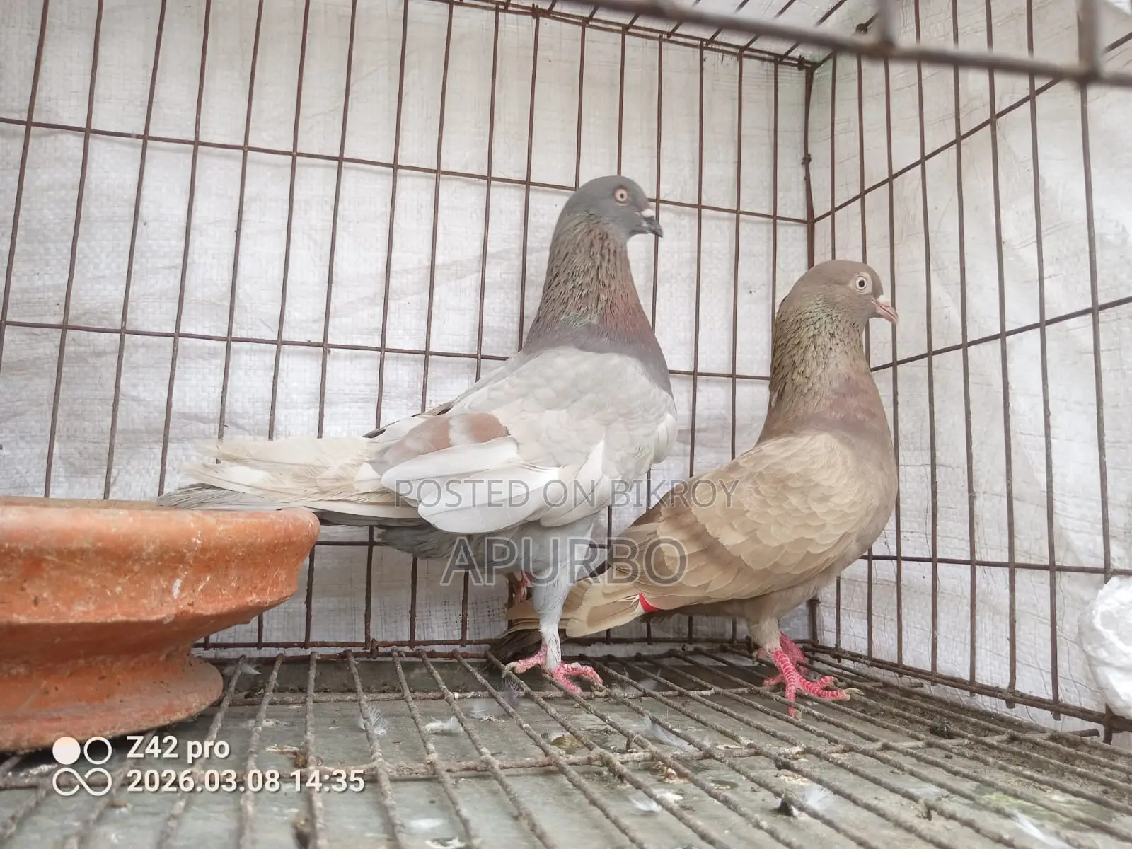A Pair of Genda Running Pigeons