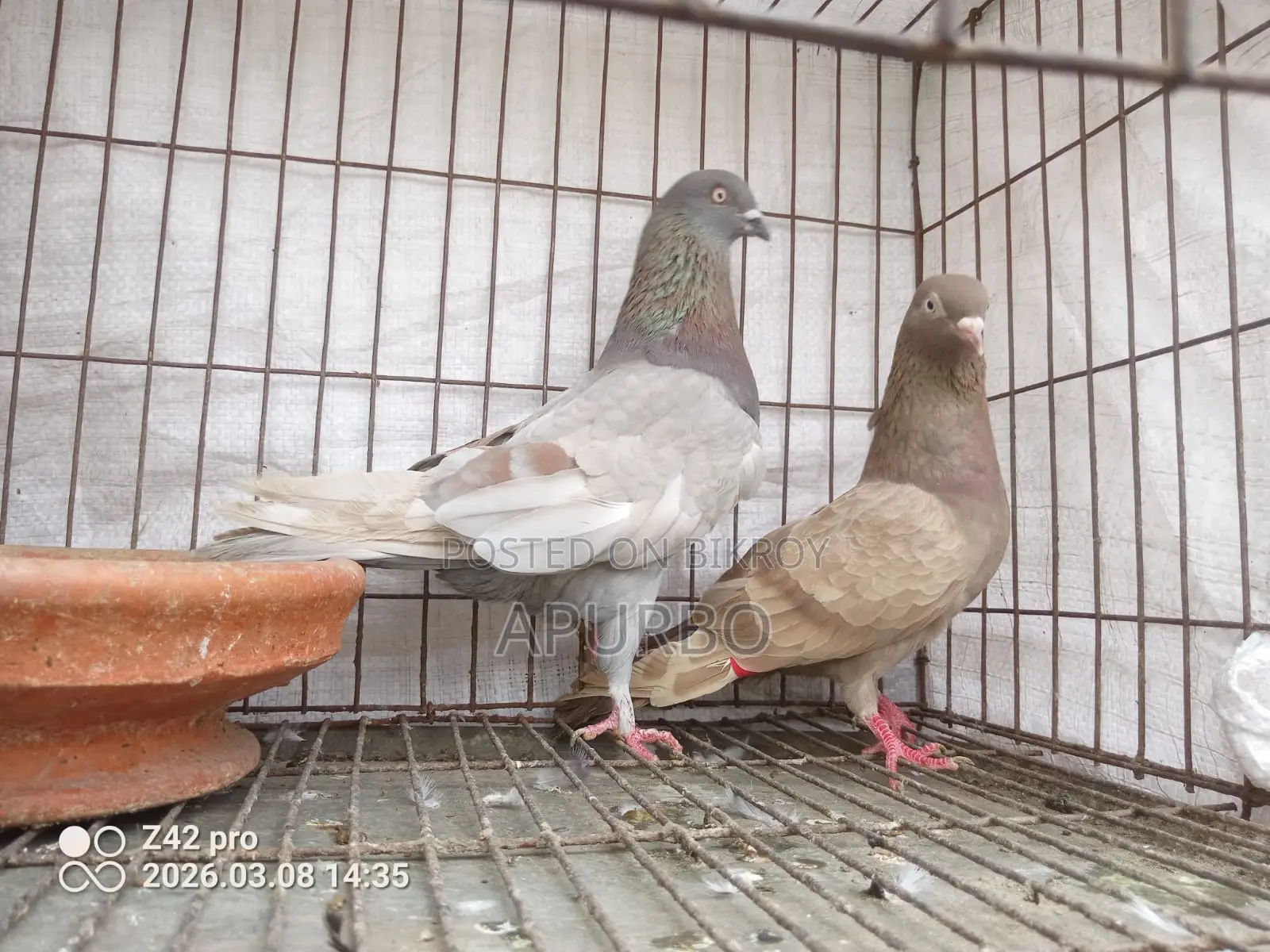 A Pair of Genda Running Pigeons