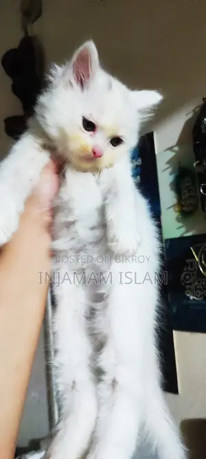 পার্সিয়ান ডাবল কোট মেল