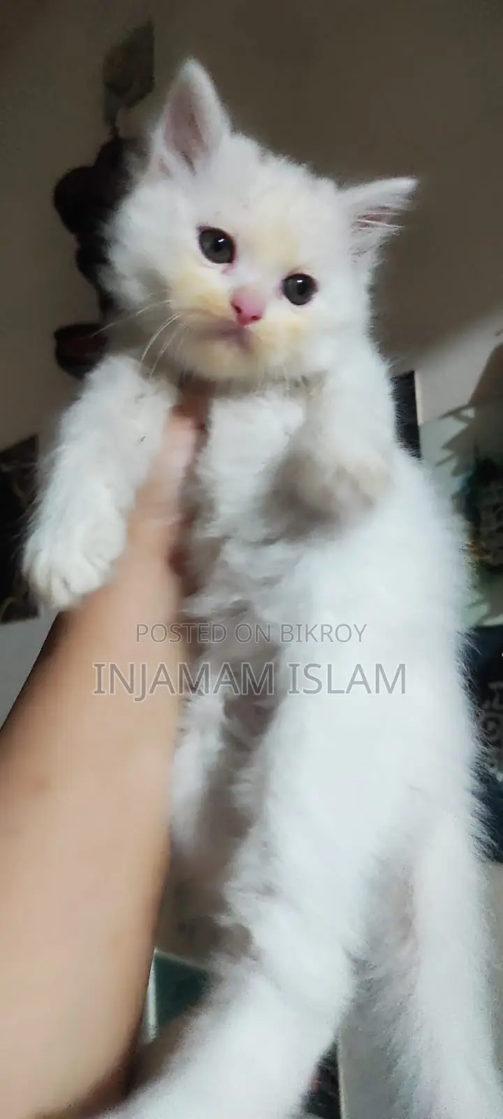 Persian Double Coat Male