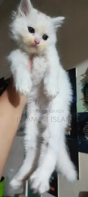 Persian Double Coat Male