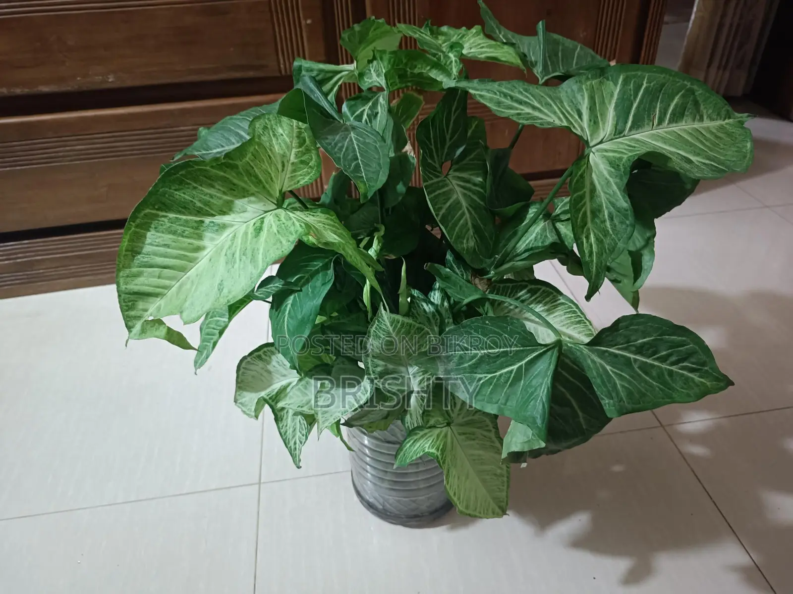 Assorted Plants