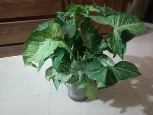 Assorted Plants