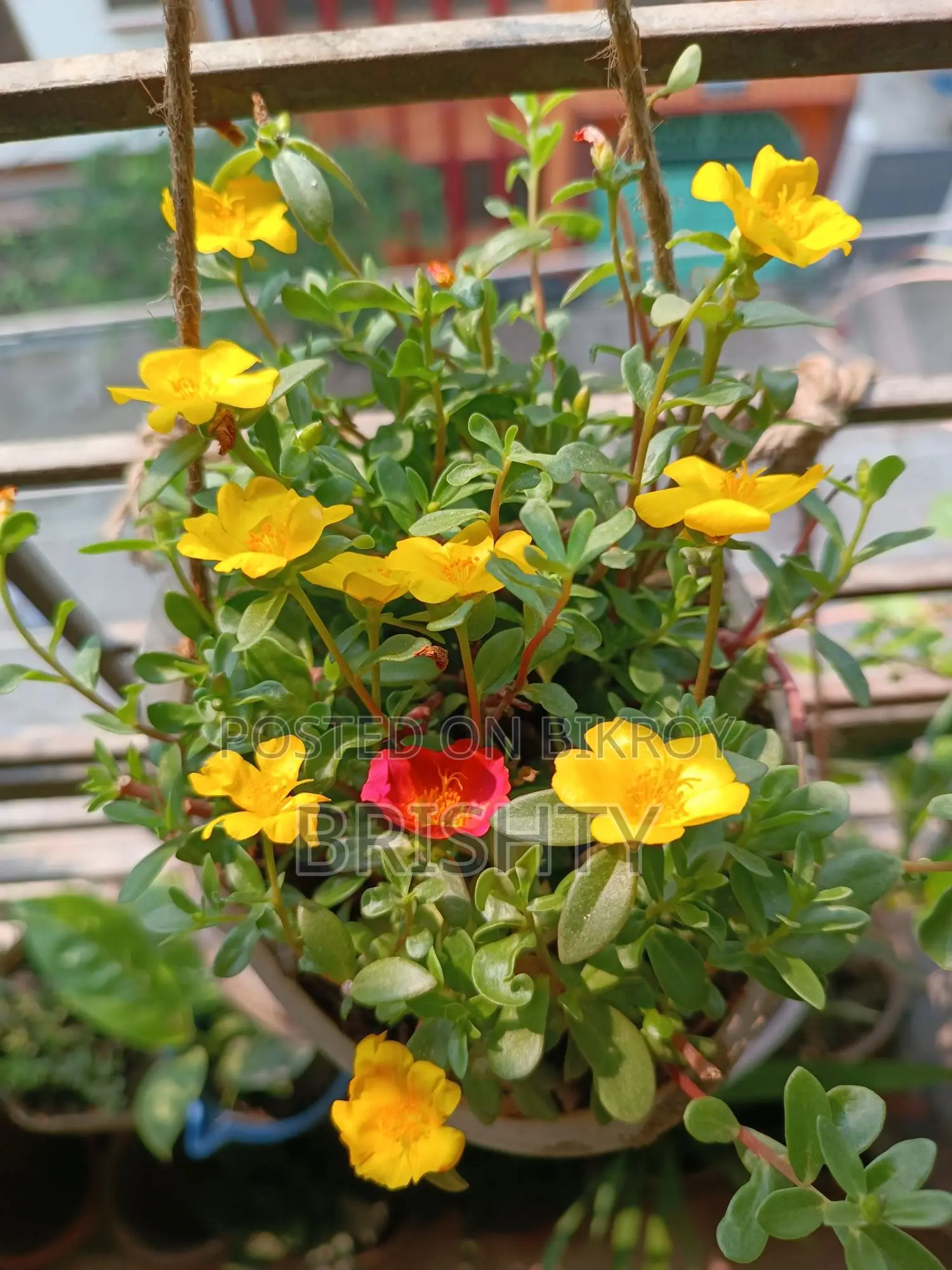 Assorted Plants