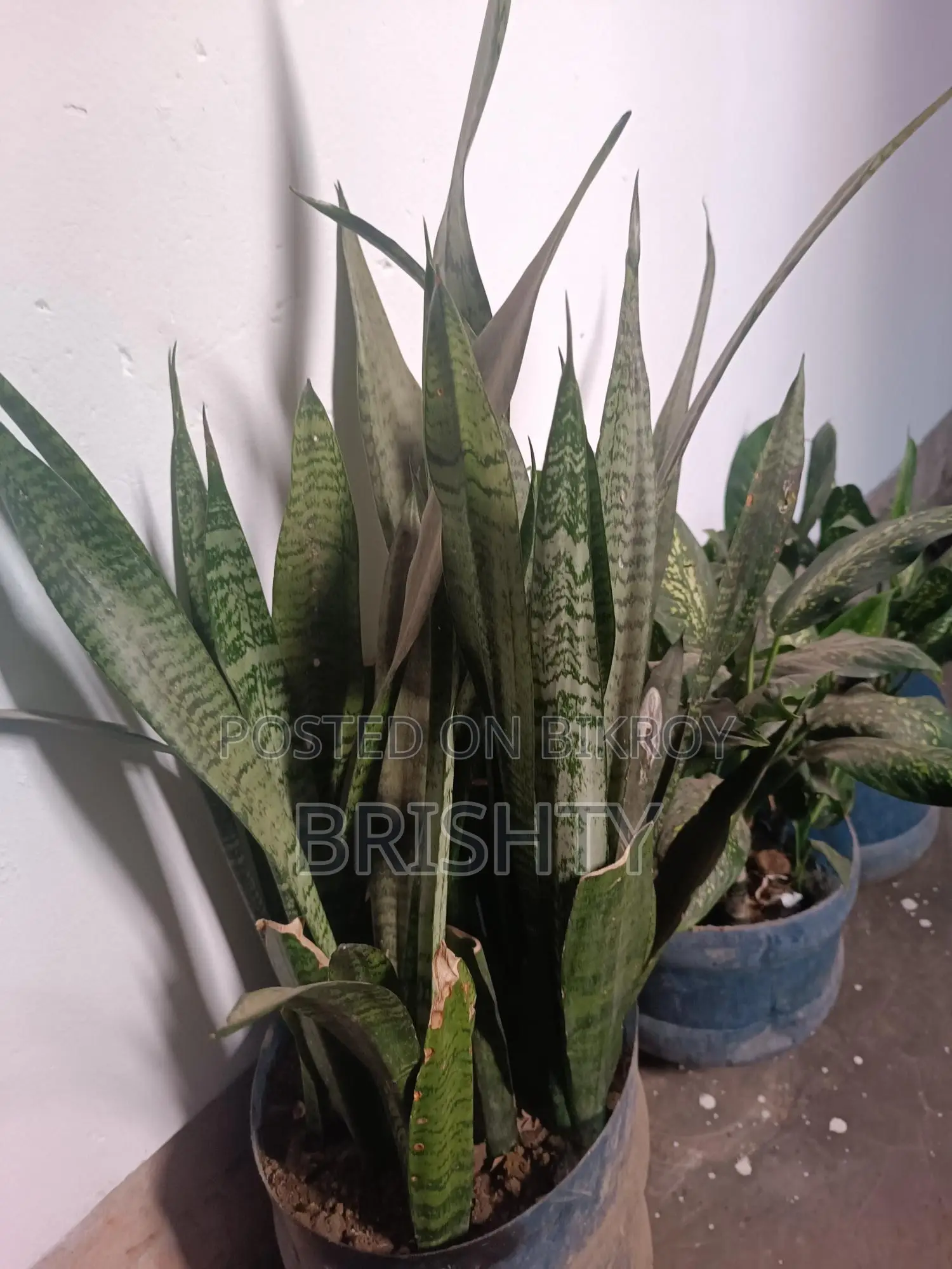 Assorted Plants