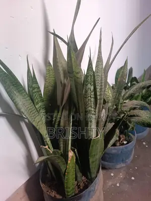 Assorted Plants
