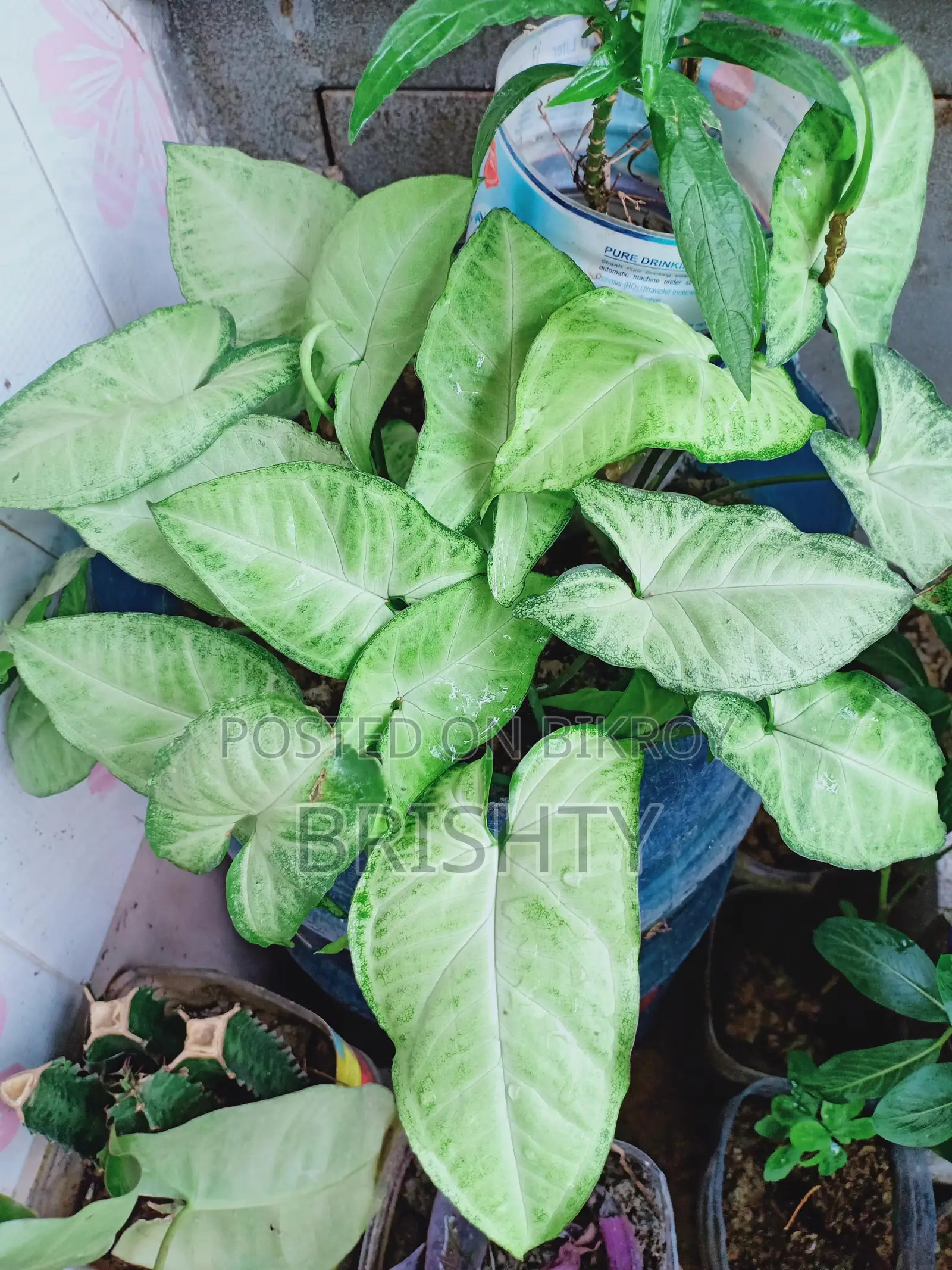 Assorted Plants