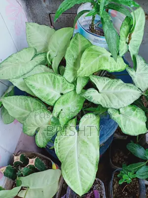 Assorted Plants
